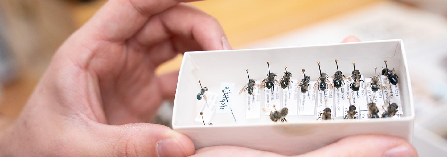 A hand holds a small tablet with insects pinned to it.